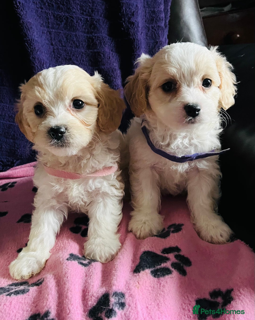 Cavachon dogs for sale: Cute Cavachon puppies  - Image 13