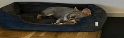 French Bulldog dogs for sale: Beautiful 3-year old French Bulldog  - Advert 5