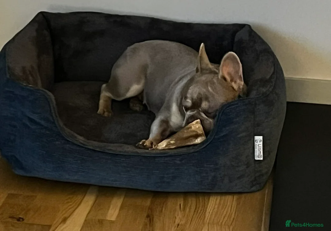 French Bulldog dogs for sale: Beautiful 3-year old French Bulldog  - Advert 5