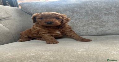 Irish Doodle dogs - Advert 8