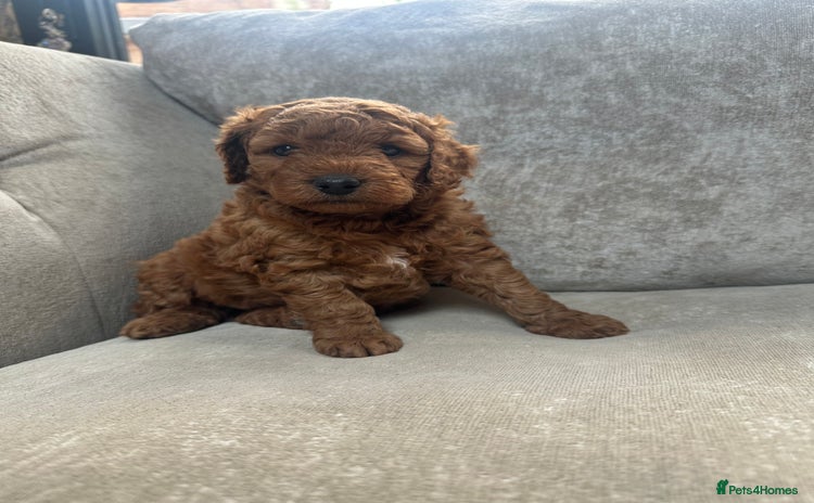 Irish Doodle dogs - Advert 1