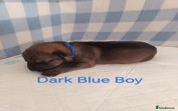 German Shepherd dogs for sale: German Shepherd Puppies - Image 9