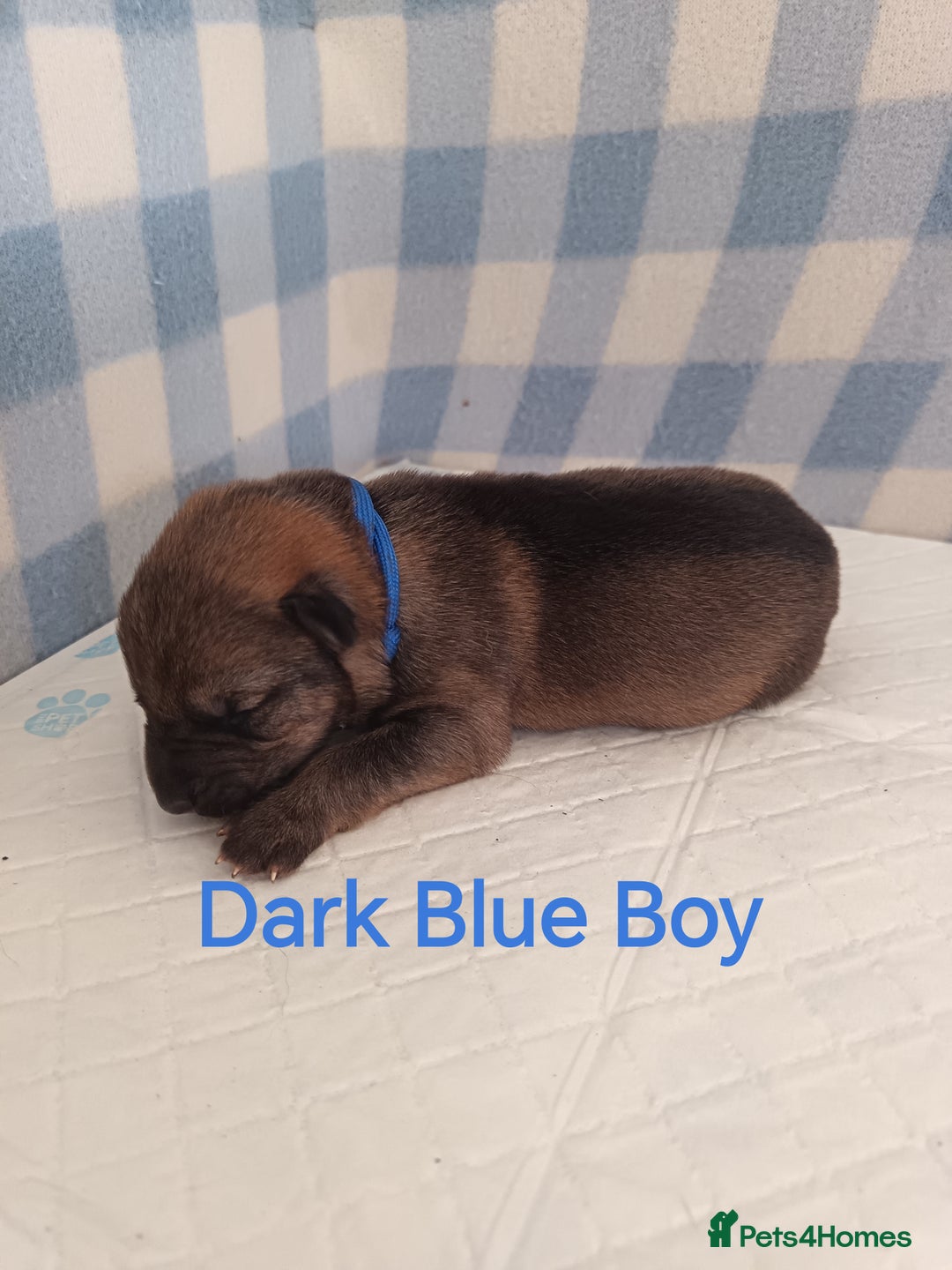 German Shepherd dogs for sale: German Shepherd Puppies - Image 9