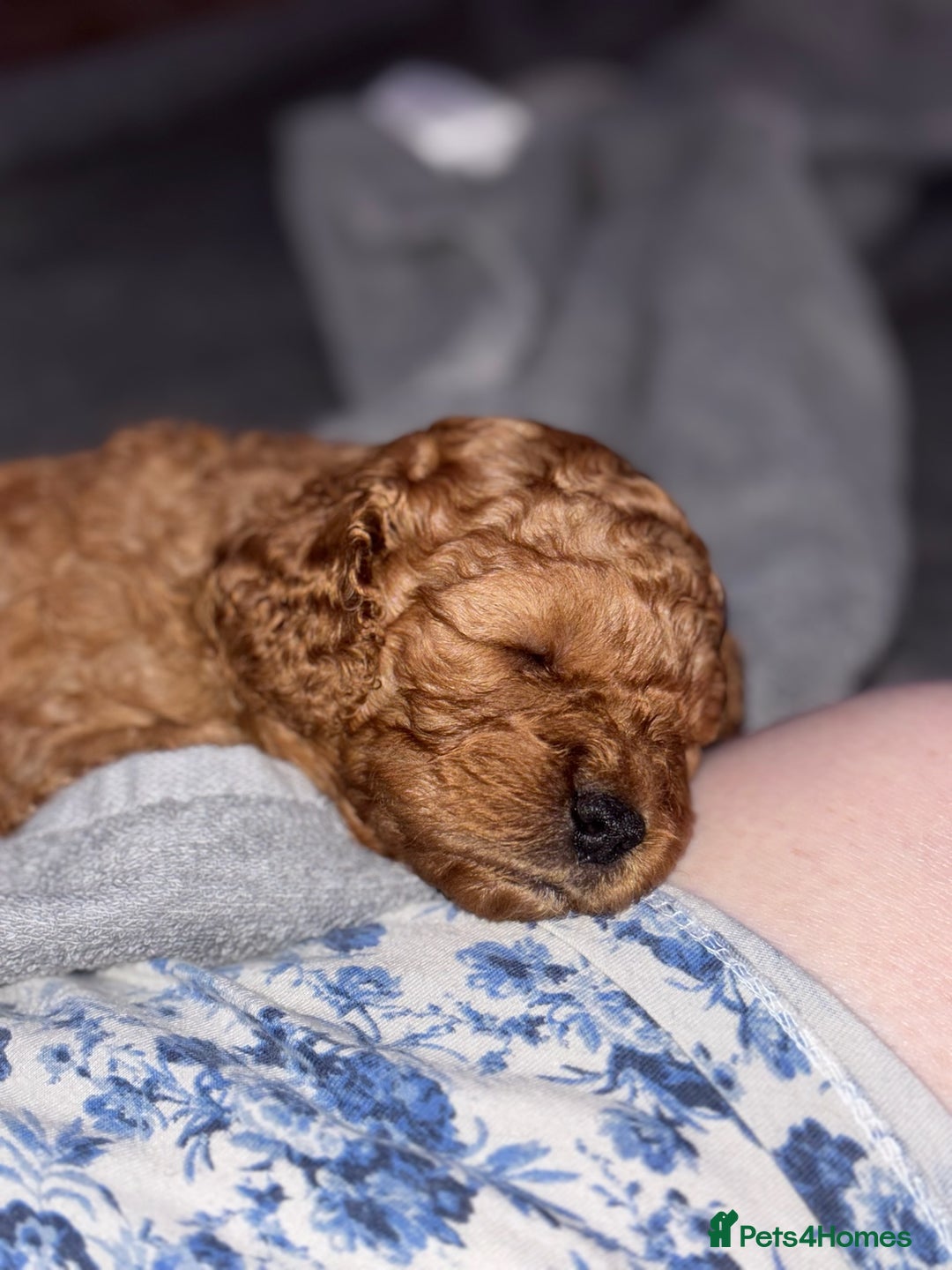 Cavapoo dogs for sale: Gorgeous Red Cavapoo Puppies - Image 12