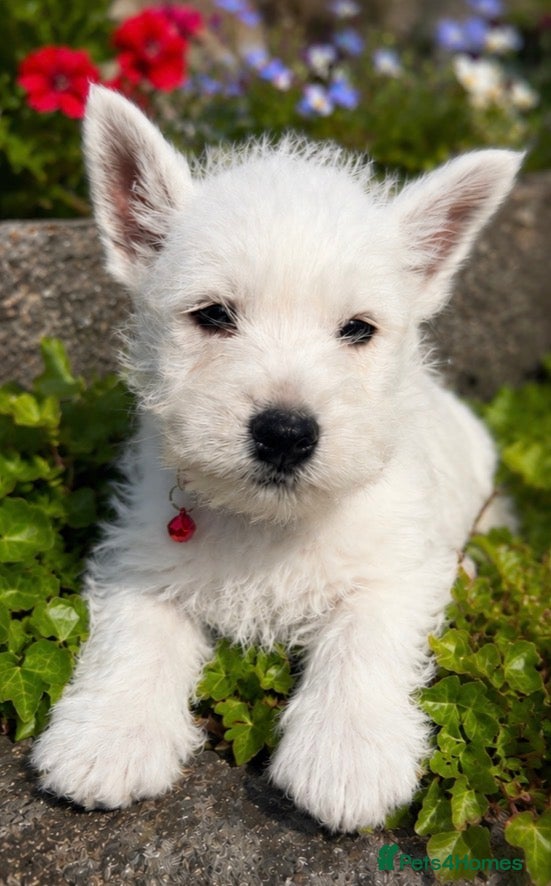 West Highland Terrier dogs Gorgeous Westie female puppies - Advert 1