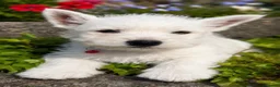 West Highland Terrier dogs for sale: Gorgeous Westie female puppies - Advert 2