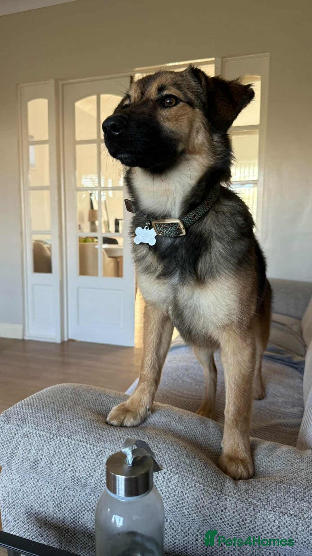 Mixed Breed dogs for adoption: BONNIE (Pup) - Advert 6