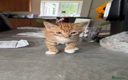 Mixed Breed cats for sale: Cute Kittens for Sale - Ginger, Grey and Black - Image 10