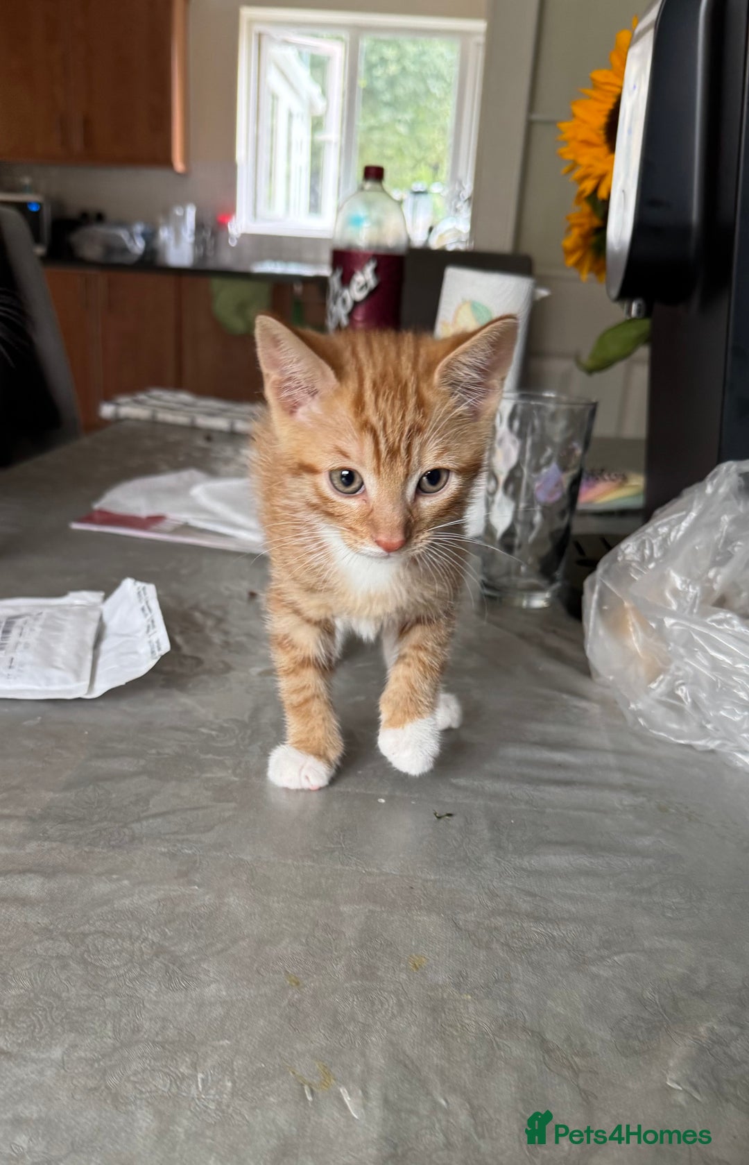 Mixed Breed cats for sale: Cute Kittens for Sale - Ginger, Grey and Black - Image 10
