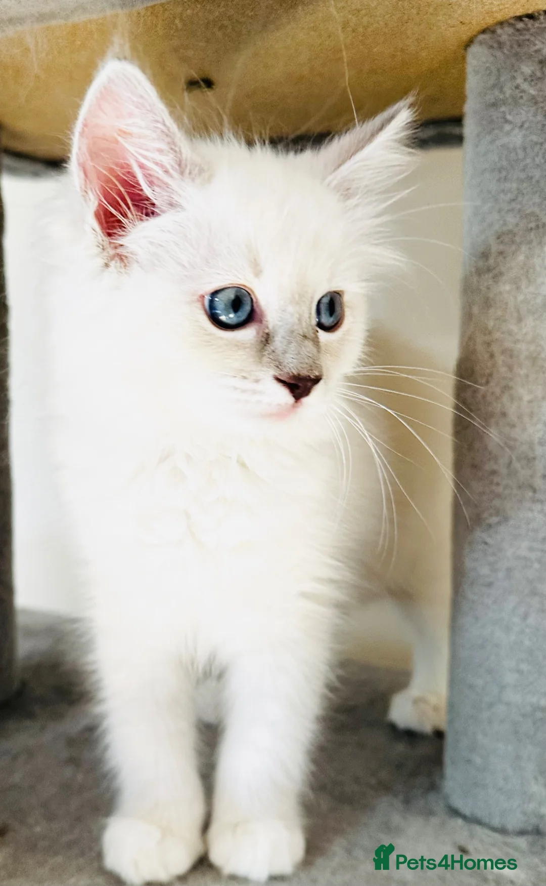 Ragdoll cats for sale: GCCF REGISTERED RAGDOLLS - Advert 15