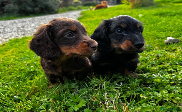 Miniature Dachshund dogs - Advert 1
