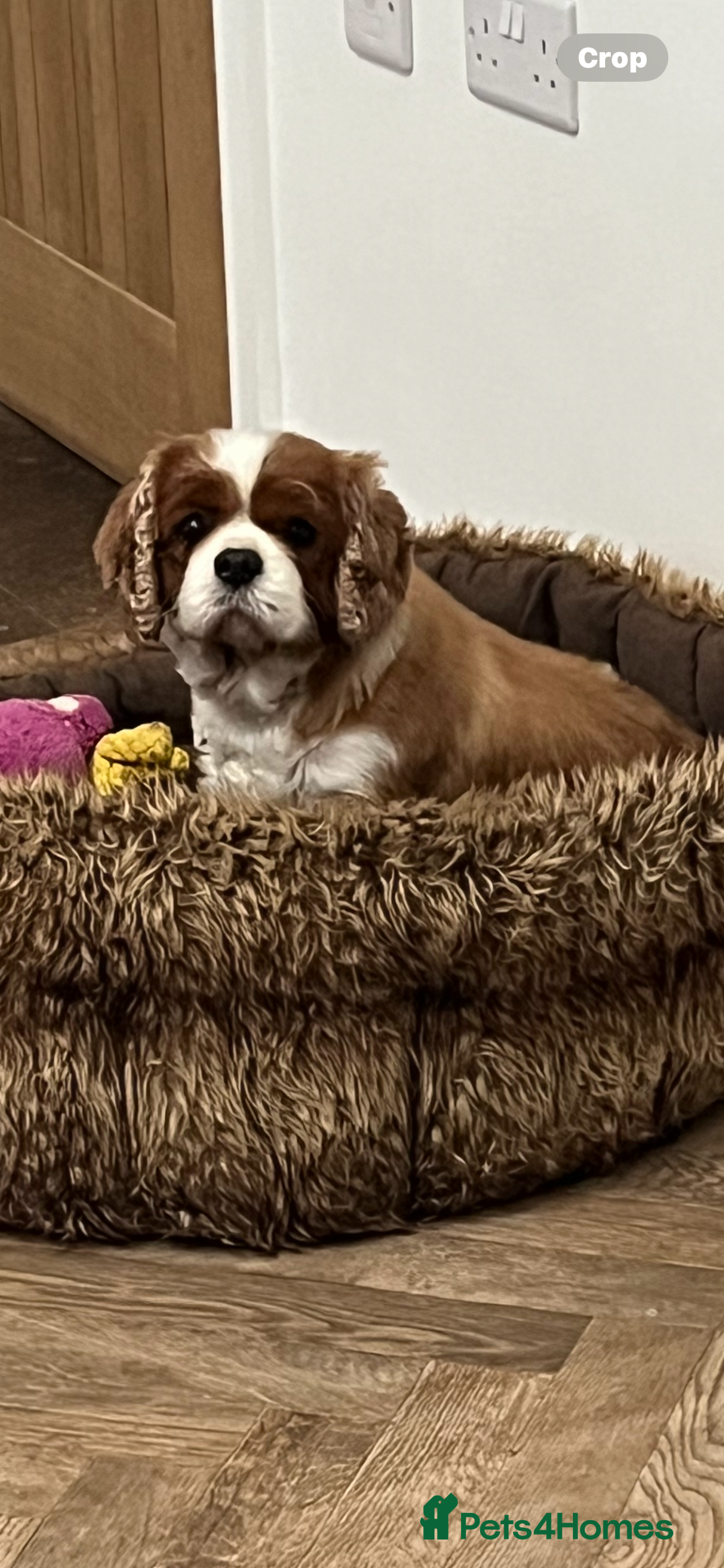 Cavalier King Charles Spaniel dogs Genuine sale of my 2 cavaliers (speyed) - Advert 6