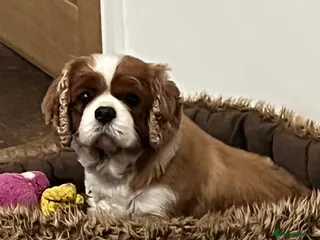 Cavalier King Charles Spaniel dogs Genuine sale of my 2 cavaliers (speyed) - Advert 2