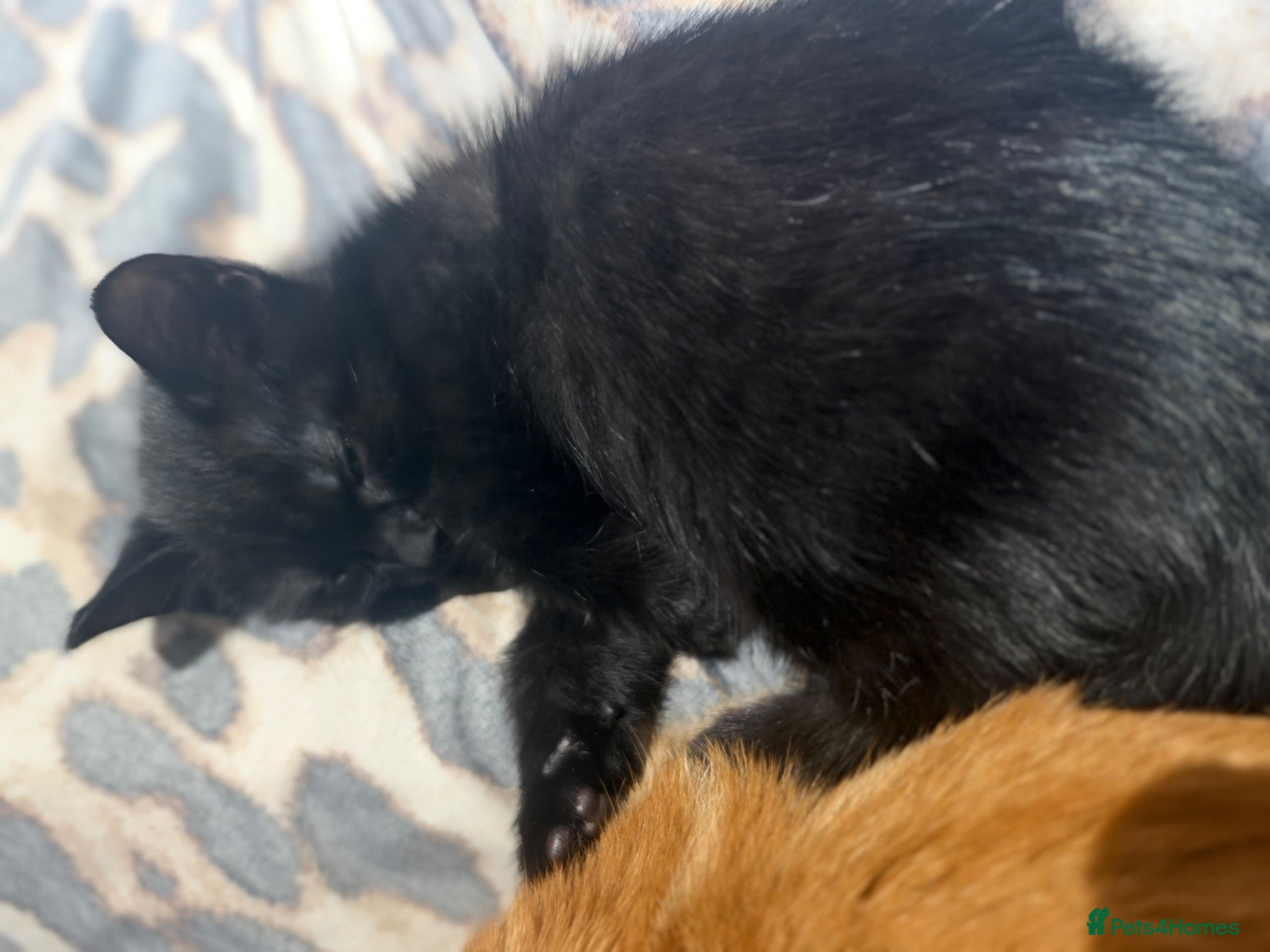 Mixed Breed cats for sale:  1 back lovely little boy available  - Advert 17