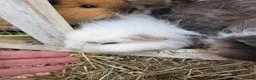 Guinea Pig rodents for sale: Young guinea pigs looking for new homes - Advert 2