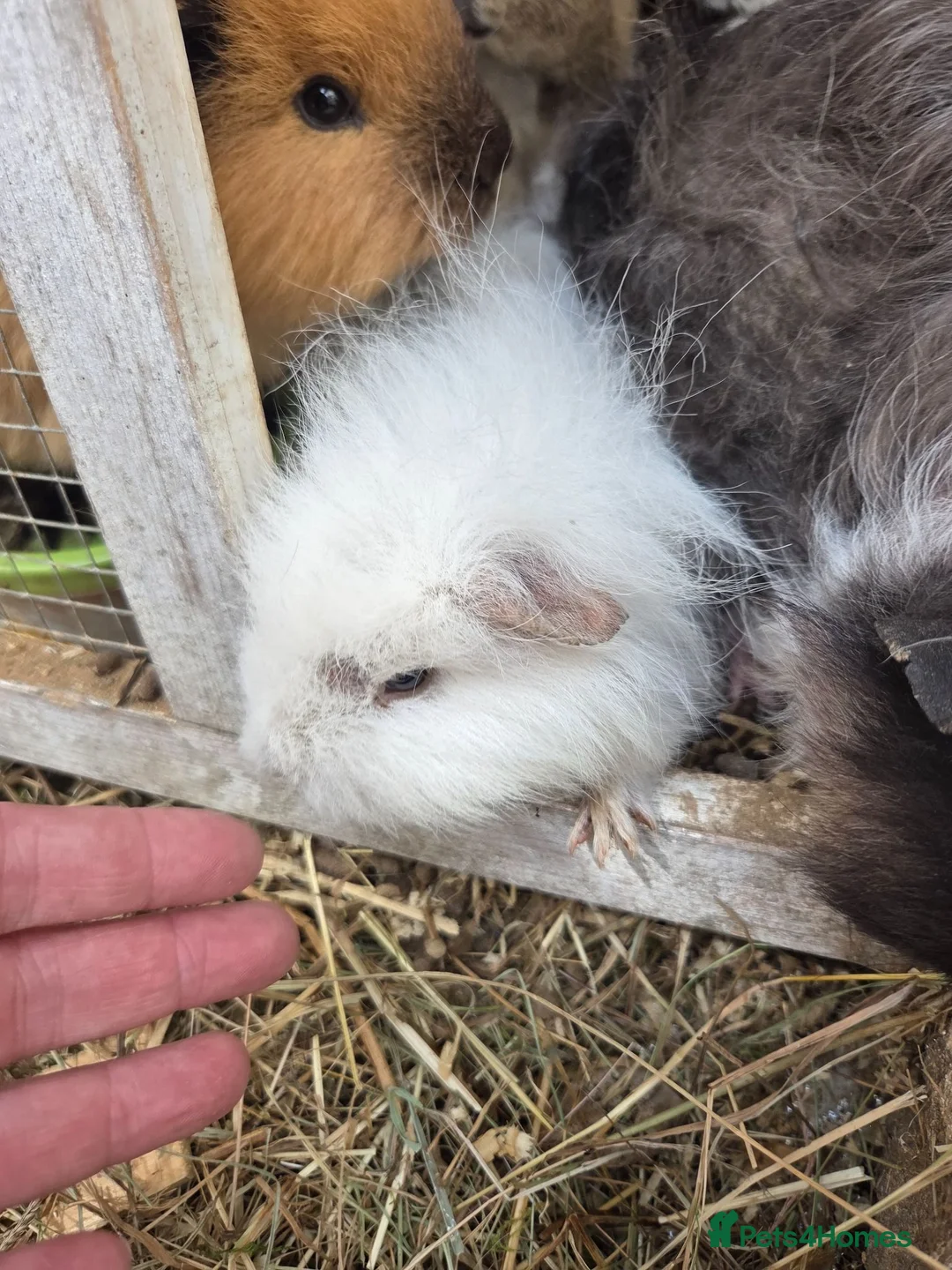 Guinea Pig rodents for sale: Young guinea pigs looking for new homes - Advert 2