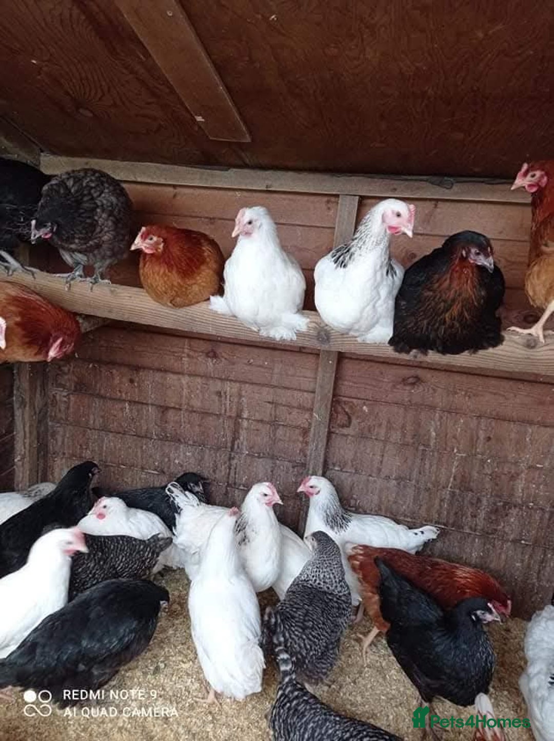 Chickens poultry for sale: Point of lay , Various including brown egg layers - Image 1