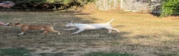 Bull Terrier dogs for sale: Healthy, happy, friendly trained 5-mo BT puppy boy - Advert 11