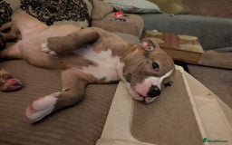 English Bulldog dogs for sale: olde English bulldogs LAST THREE FEMALES. - Image 39