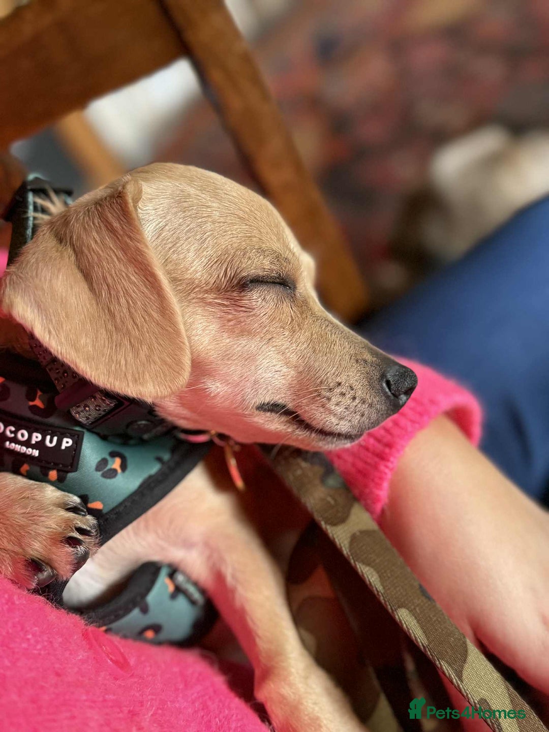 Mixed Breed dogs for adoption: Rusty the tiny cuddle monster  - Image 11