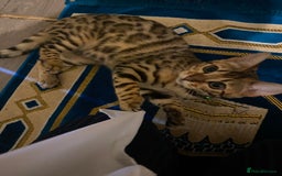 Bengal cats for sale: 2 Bengal female cats - Advert 9