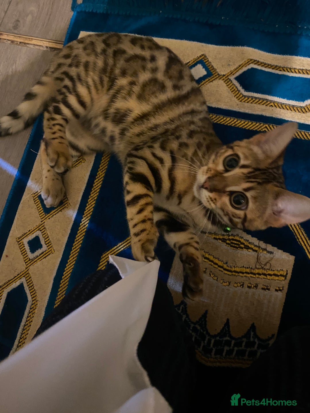 Bengal cats for sale: 2 Bengal female cats - Advert 9