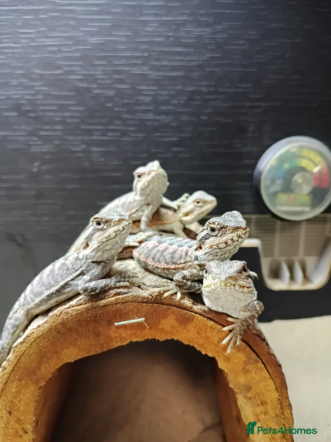 Bearded Dragon reptiles for sale: Shop bred baby bearded dragons  - Advert 1