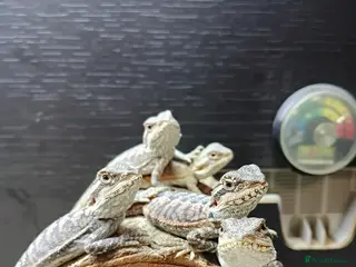 Bearded Dragon reptiles Shop bred baby bearded dragons - Advert 6