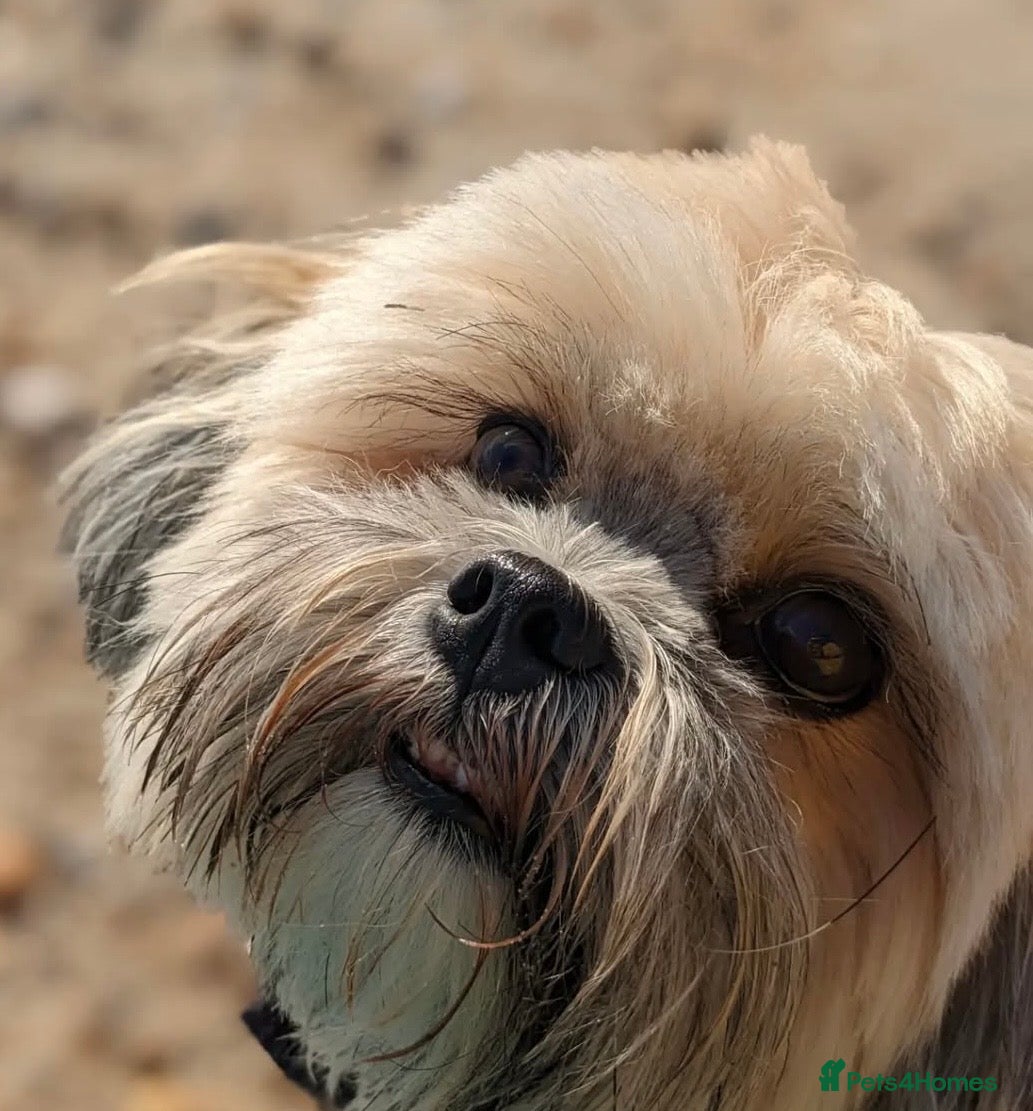 Shih Tzu dogs Female Adult Shihtzu for sale - Advert 6