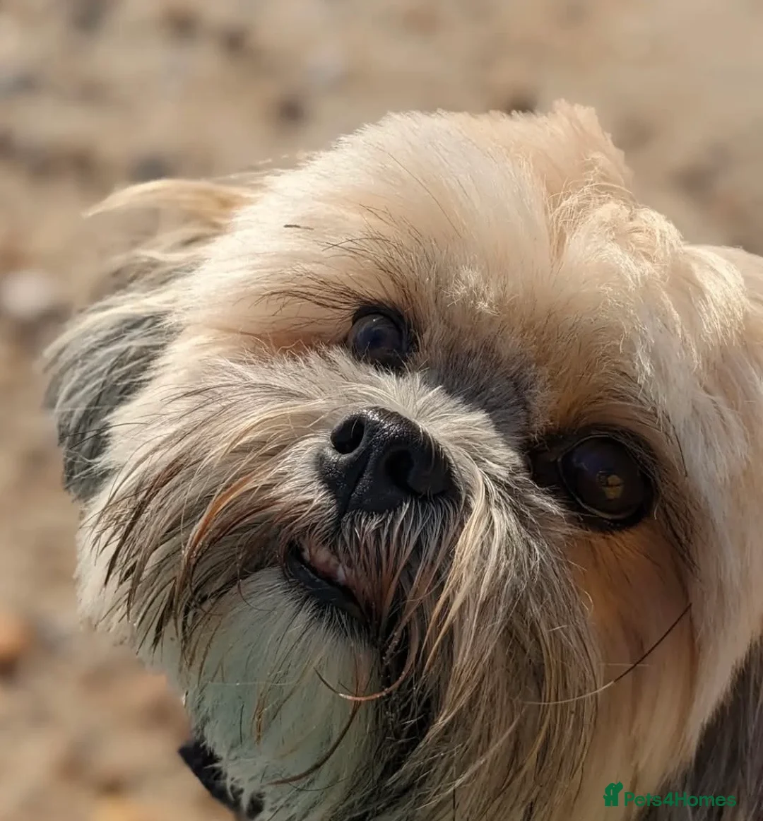Shih Tzu dogs for sale: Female Adult Shihtzu for sale - Advert 1