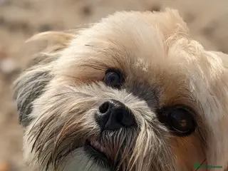 Shih Tzu dogs Female Adult Shihtzu for sale - Advert 6