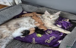 Maine Coon cats for sale: Gorgeous maine coon kittens - Image 9