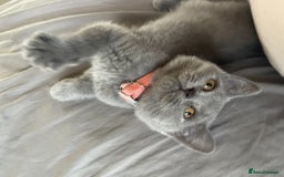 British Shorthair cats for sale: British shorthair kitten - Image 1