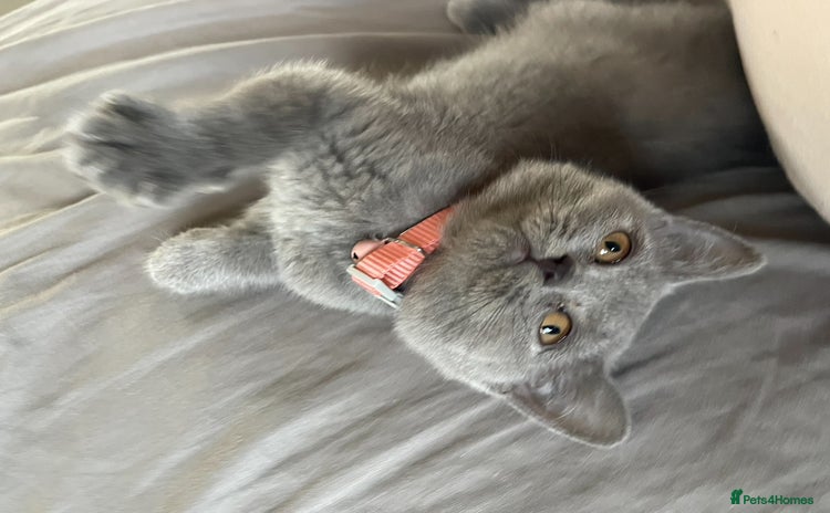 British Shorthair cats - Advert 7