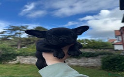 French Bulldog dogs for sale: French Bulldog Puppies - Image 2