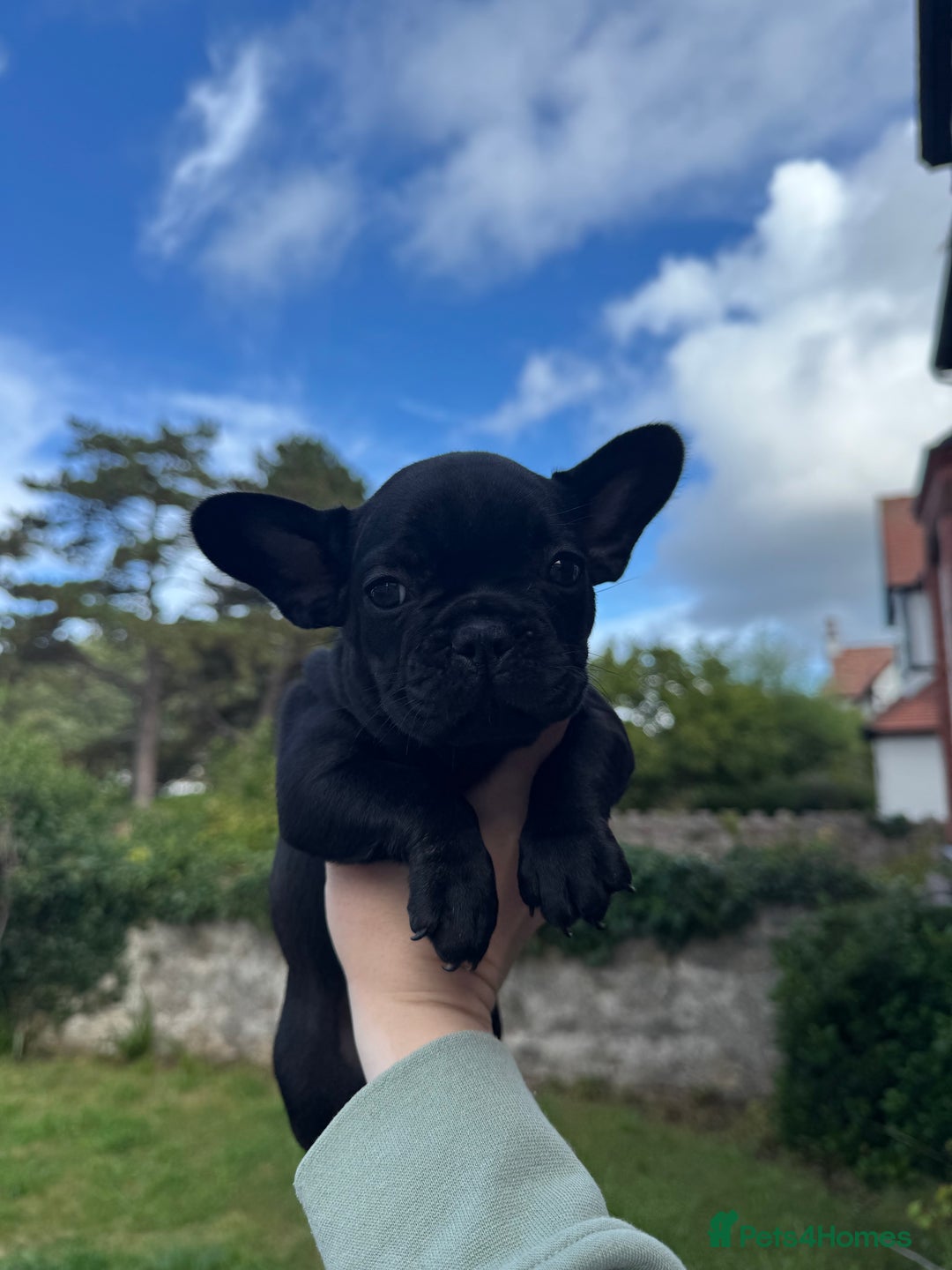 French Bulldog dogs for sale: French Bulldog Puppies - Image 2
