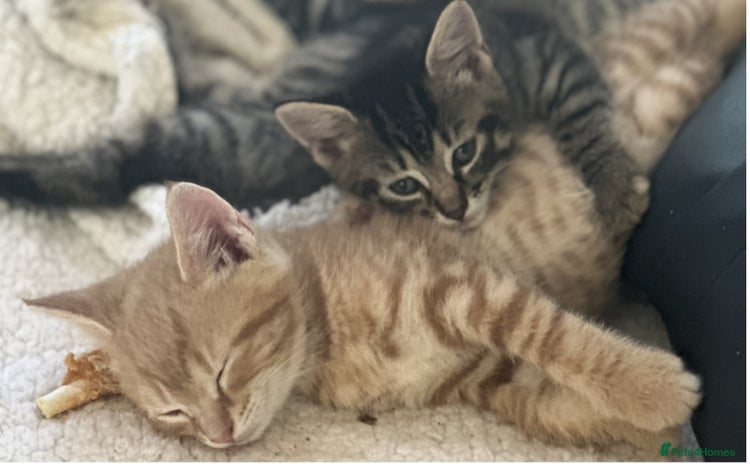 Mixed Breed cats - Advert 2