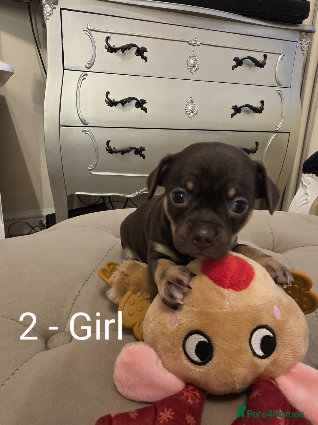Chihuahua dogs for sale: 4 Chihuahua Puppies - Advert 9