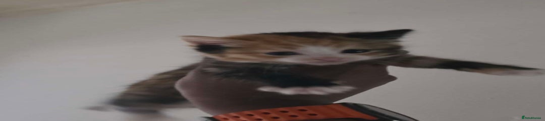 Mixed Breed Kitten 3