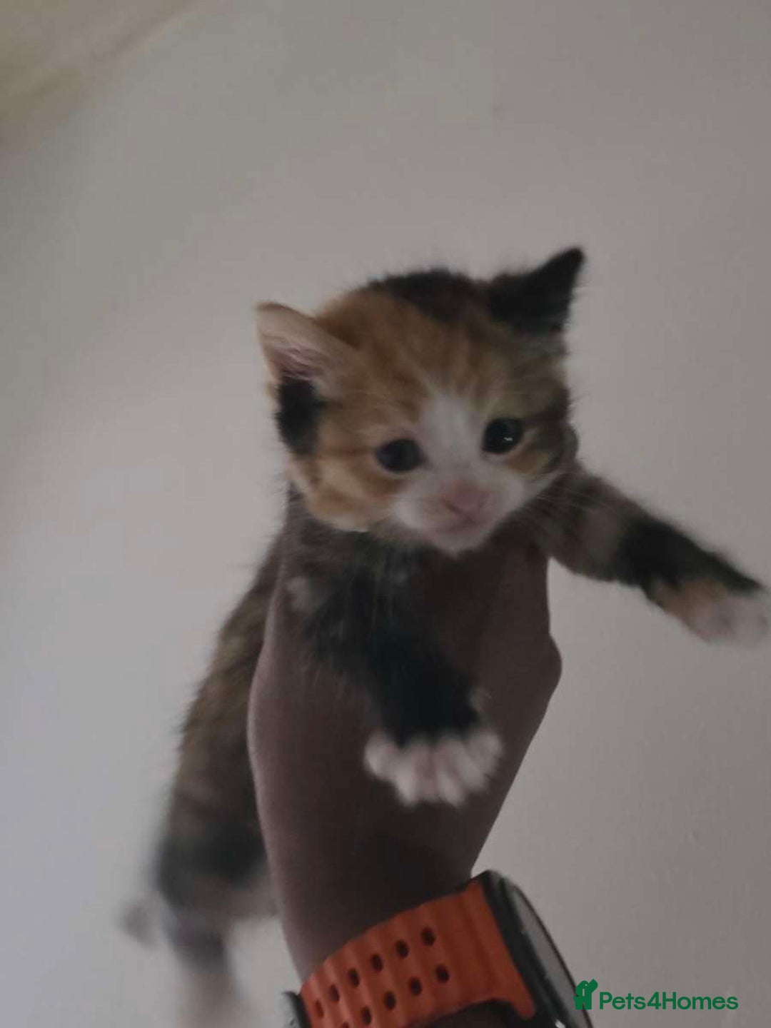 Mixed Breed cats for sale: Ginger kittens 4 left - Image 4