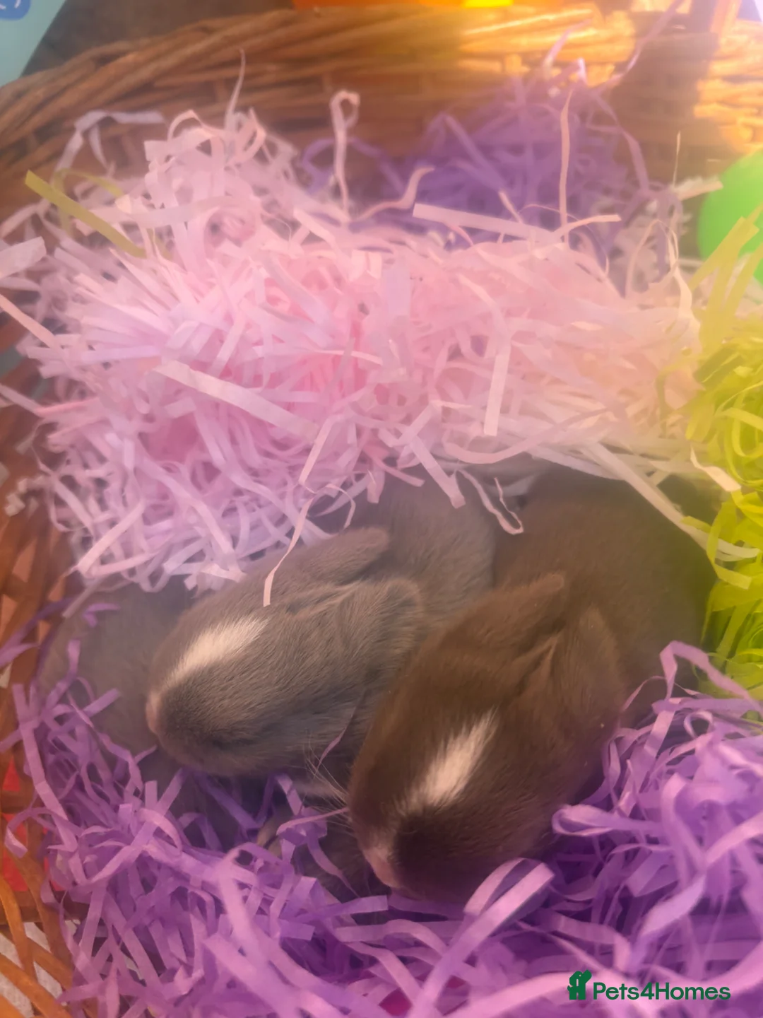 Netherland Dwarf rabbits for sale: Sweet Chocolate and blue Netherland Dwarf bunnies - Advert 7