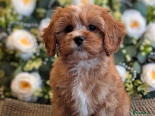 Cavapoo dogs ❤️F1 CAVAPOO GIRLS ❤️ HEALTH TESTED PARENTS!🐩 - Advert 11