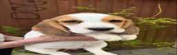 Beagle dogs for sale: HOME BRED KC REG PUPPIES  - Advert 4