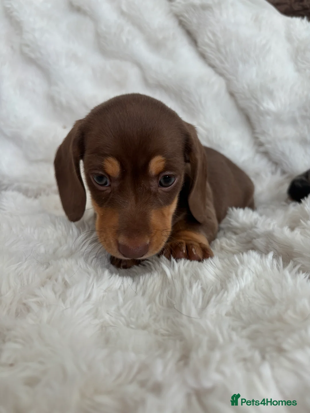 Miniature Dachshund dogs for sale: Miniature smooth coated Dacshund’s  - Advert 26