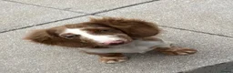 Miniature Dachshund dogs for stud: Long haired miniature dachshund for Stud  - Advert 7