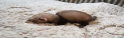Ferret rodents for sale: Beautiful Kits  in Peterlee - Advert 23