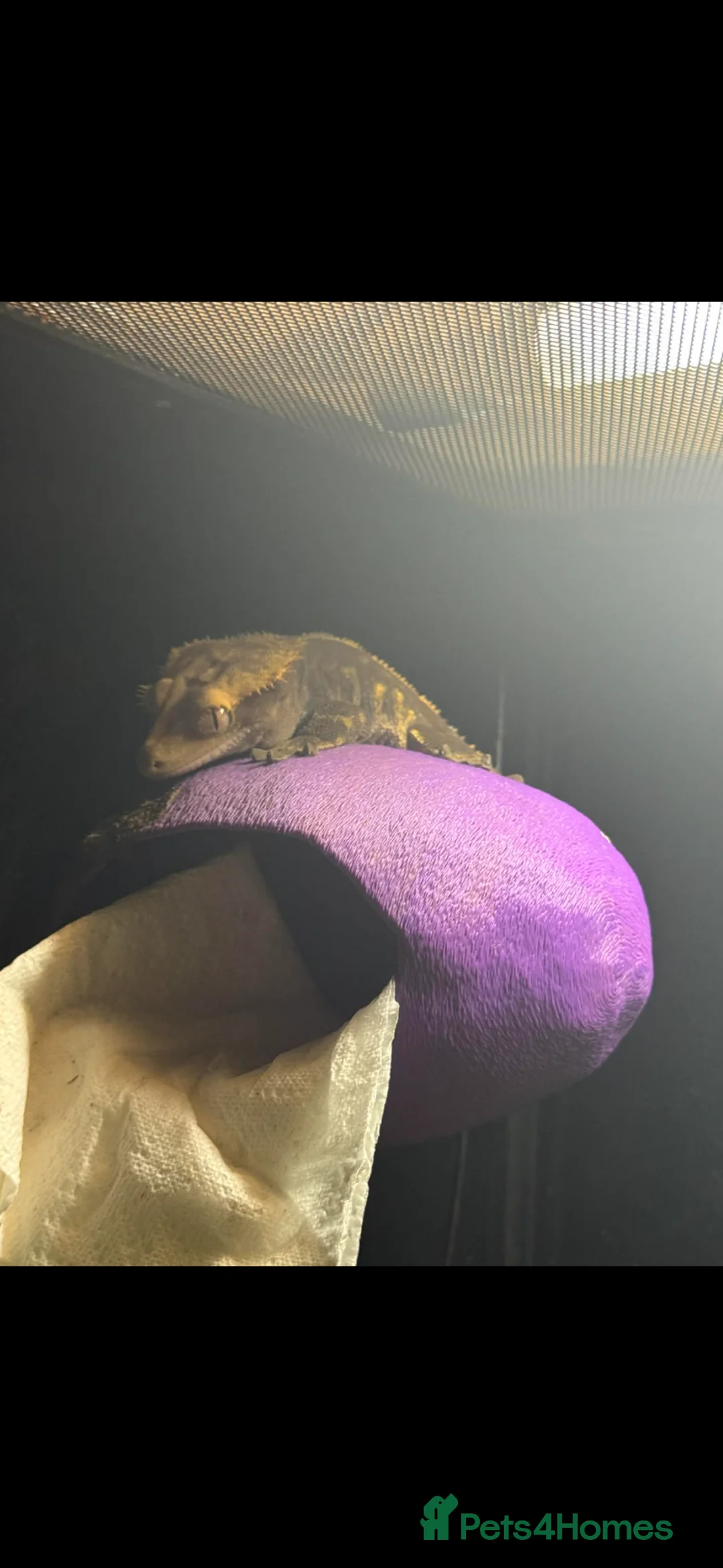 Gecko reptiles for sale: Crested gecko and full setup  - Advert 2