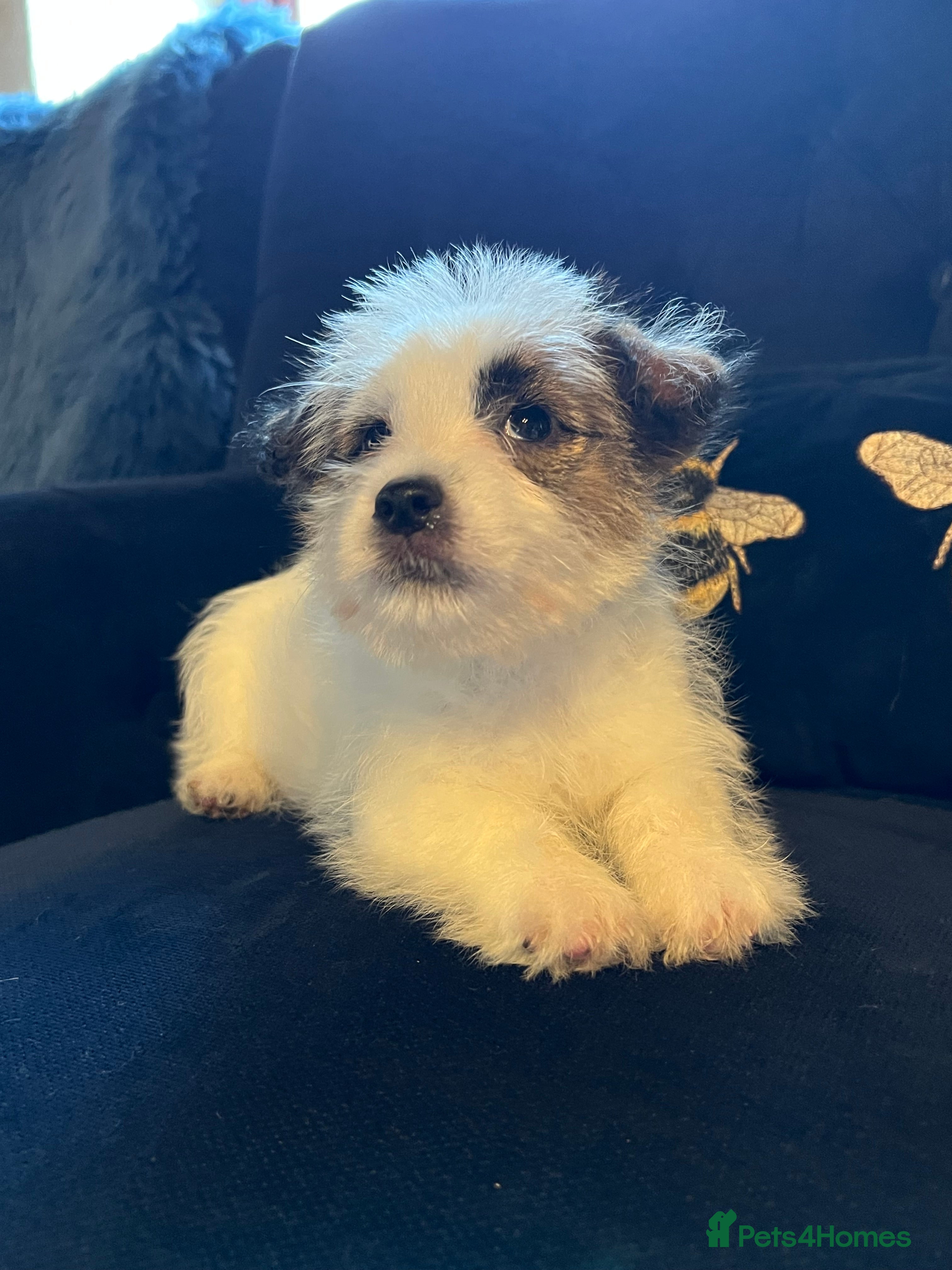 Jack Russell dogs KC registered rough coated JR pups - Advert 4