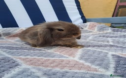 Mini Lop rabbits for sale: Mini lops boys ready to leave  - Image 2