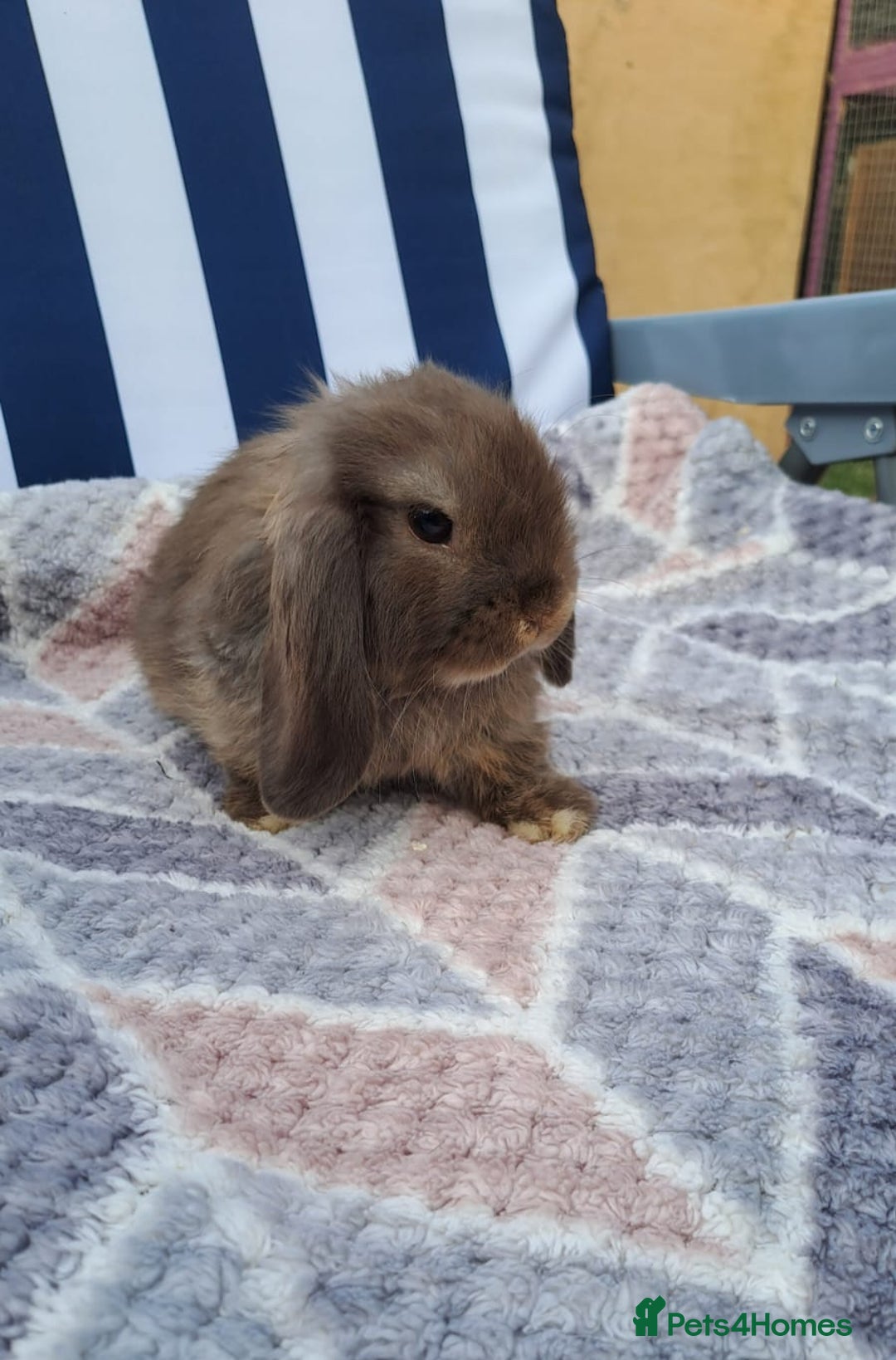 Mini Lop rabbits for sale: Mini lops boys ready to leave  - Image 2